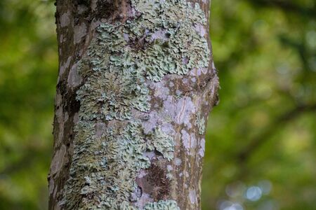 Moss on the tree. Mosses are small flowerless plants that typically grow in dense green clumps or mats, often in damp or shady locations.の写真素材
