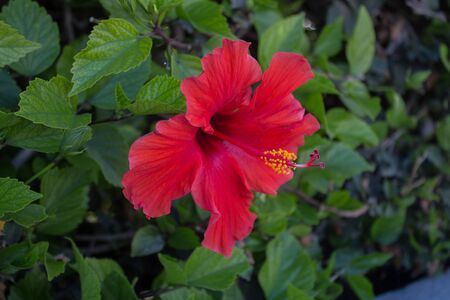 Hibiscus flower in the park, Cyprus.の写真素材