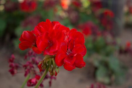 Geranium flower in the park, Cyprus.の写真素材