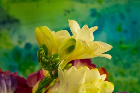 Freesia flowers on bright background. Freesia is a genus of herbaceous perennial flowering plants in the family Iridaceae.の写真素材