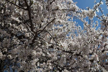White spring cherry flowers in the parkの写真素材