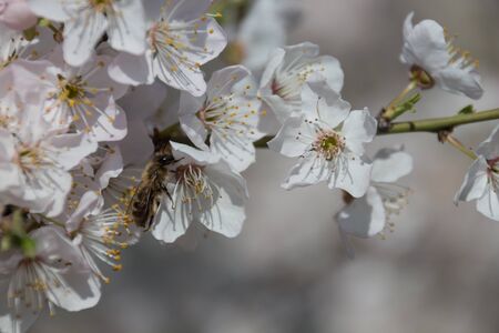 White spring cherry flowers in the park and beeの写真素材