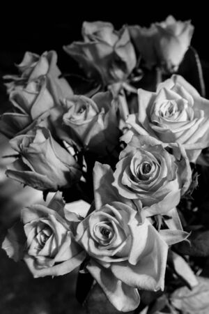 Black and white rose flowers. A rose is a woody perennial flowering plant of the genus Rosa, in the family Rosaceae, or the flower it bears.の写真素材