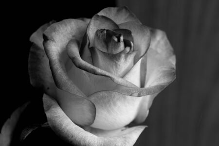Black and white rose flowers. A rose is a woody perennial flowering plant of the genus Rosa, in the family Rosaceae, or the flower it bears.の写真素材