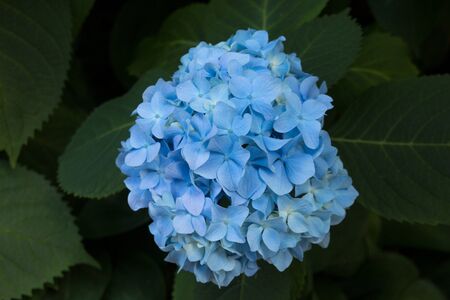 Blue hydrangea flowers. Hydrangea (common names hydrangea or hortensia) is a genus of 70-75  species...