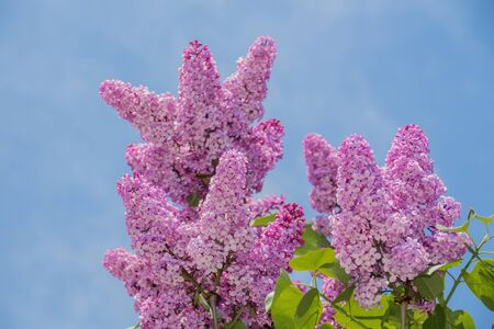 Pink lilac flowers in front of blue sky Syringa vulgaris  is a species of flowering plant in the olive family Oleaceae, native to the Balkan Peninsula, where it grows on rocky hills.This species is widely cultivated as an ornamental and has been naturalized in other parts of Europe , as well as much of North America. It is not regarded as an aggressive species, found in the wild in widely scattered sites, usually in the vicinity of past or present human habitations.の写真素材