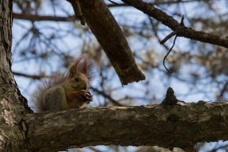 Squirrel on the tree in the park. The genus Sciurus contains most of the common, bushy-tailed squirrels in North America, Europe, temperate Asia, Central America and South America.の写真素材