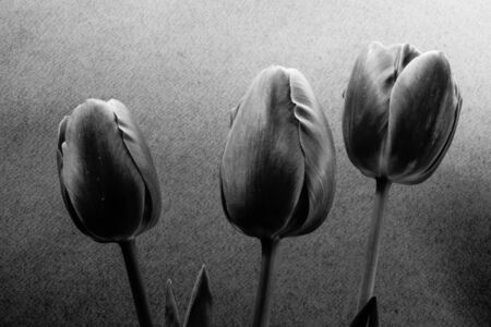 Black and white tulips. The tulip is a Eurasian and North African genus of perennial, bulbous plants in the lily family.の写真素材