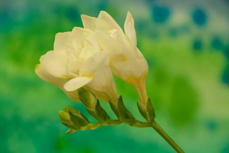 Freesia flowers on bright background. Freesia is a genus of herbaceous perennial flowering plants in the family Iridaceae.の写真素材