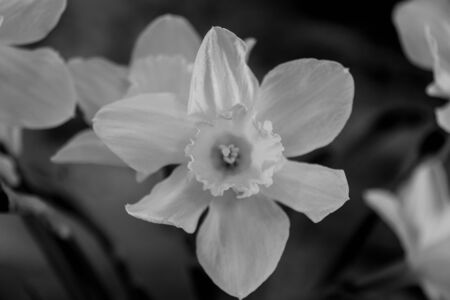 Narcissus flowers on the bright background. Narcissus is a genus of predominantly spring perennial plants in the Amaryllidaceae (amaryllis) family.の写真素材