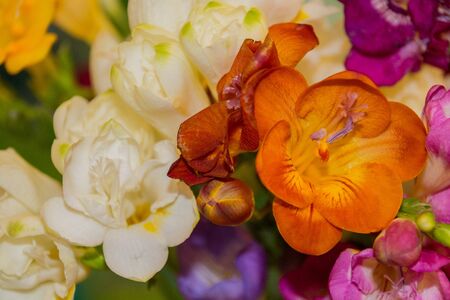 Freesia flowers on bright background. Freesia is a genus of herbaceous perennial flowering plants in the family Iridaceae.の写真素材