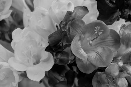 Black and white freesia flowers on bright background. Freesia is a genus of herbaceous perennial...
