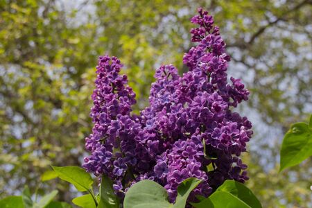 Violet lilac flowers Syringa vulgaris  is a species of flowering plant in the olive family Oleaceae, native to the Balkan Peninsula, where it grows on rocky hills.This species is widely cultivated as an ornamental and has been naturalized in other parts of Europe , as well as much of North America. It is not regarded as an aggressive species, found in the wild in widely scattered sites, usually in the vicinity of past or present human habitations.の写真素材