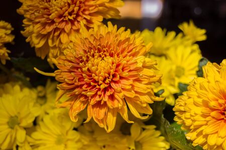 Yellow aster flowers. Aster is a genus of flowering plants in the family Asteraceae.の写真素材