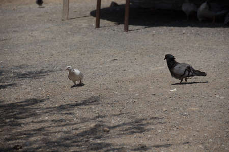 Rethymno, Greece - July  30, 2016: Bird in old Venetian Harbour. The old town of Rethymnon is one of the best-preserved towns of the Renaissance.のeditorial素材