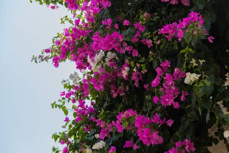 Blossoming Bougainvillea flowers. Bougainvillea is a genus of thorny ornamental vines, bushes, and trees with flower-like spring leaves near its flowersの写真素材