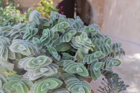 Flowerbed with Succulent plant in Agia Irini Monastery, Crete, Greece.の写真素材