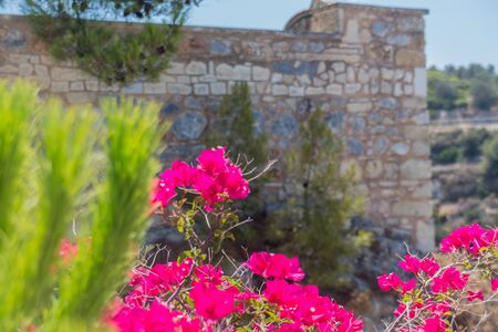 Blooming bougainvillea flowers in Agia Irini Monastery, Crete, Greece. Bougainvillea is a genus of thorny ornamental vines, bushes, and trees with flower-like spring leaves near its flowers.の写真素材