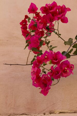 Blossoming bougainvillea flowers. Bougainvillea is a genus of thorny ornamental vines, bushes, and trees with flower-like spring leaves near its flowersの写真素材