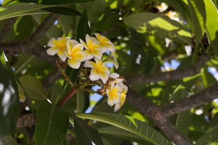 Blossoming plumeria flowers in Rethymno, Crete, Greece. Plumeria  is a genus of flowering plants in the dogbane family. It contains primarily deciduous shrubs and small trees. The flowers are native to Central America, Mexico, the Caribbean, and South America as far south as Brazil but can be grown in tropical and sub-tropical regions.の写真素材