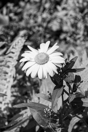Blossoming matricaria flowers, black and white photo. Matricaria is a genus of flowering plants in the Chamomile tribe within the sunflower family.の写真素材
