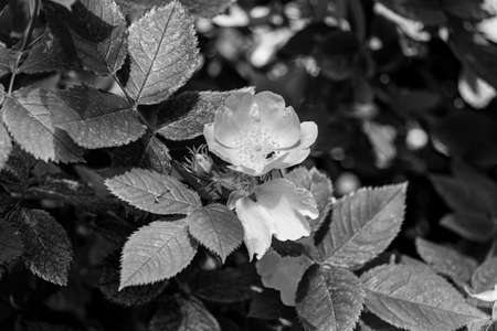 Blooming doge rose flowers in a park, black and white photo. Rosa canina beautiful flowers.の写真素材