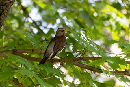 Fieldfare bird sitting on a branch of maple tree. Fieldfare, Turdus pilaris.