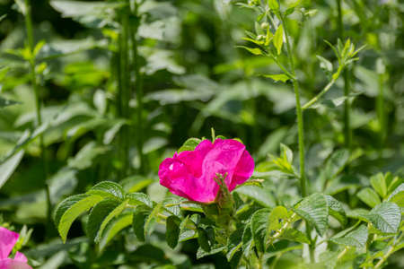 Blooming spring flowers in garden during sunny dayの写真素材