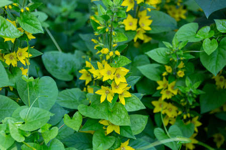 Blooming yellow Lysimachia vulgaris flowers. Also known as yellow loosestrife or garden loosestrife.の写真素材