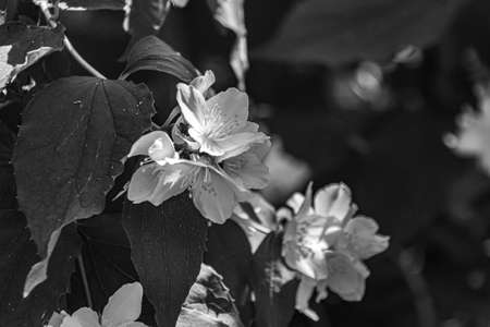 Blooming Jasmine flowers in garden on summer, black and white photo