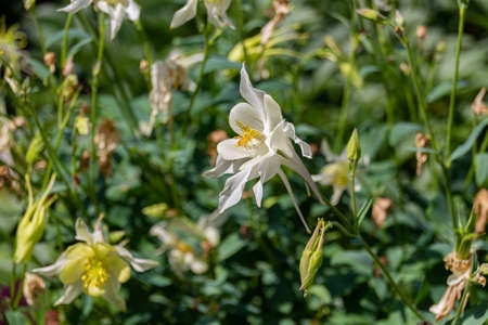Blooming white aquilegia fragrans flowers. Fragrant columbine or sweet-scented columbine, is a species of columbine belonging to the family Ranunculaceae.の写真素材