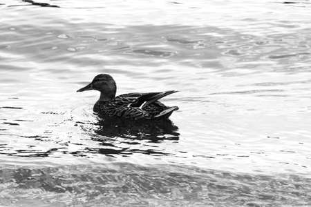 The Mallard duck swimming in pond, black and white photoの写真素材