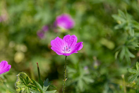 Blooming purple Geranium flowers in the park. Garden with cranesbills.