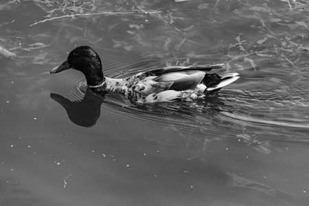 The Mallard duck swimming in pond, black and white photo