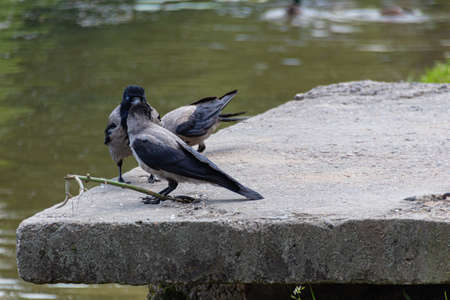 Group of ravens (Corvus cornix) near pond during summerの写真素材