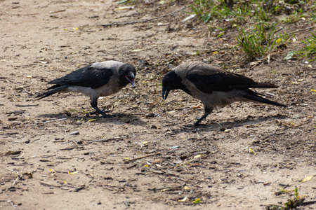 Couple of ravens (Corvus cornix) in grass near beach during summer