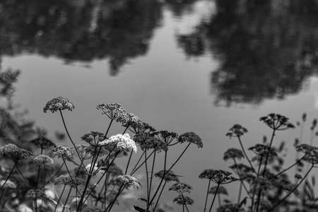 Blooming Sambucus flowers near the pond during summer, black and white photo.