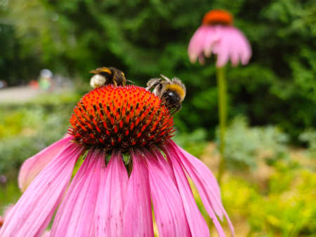 Two bumblebees on blooming Echinacea flowers in the gardenの写真素材