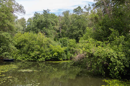 Beautiful landscape of a small pond in wood during summerの写真素材
