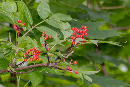 Fruits of red elderberry (Sambucus racemose) on a branch in garden