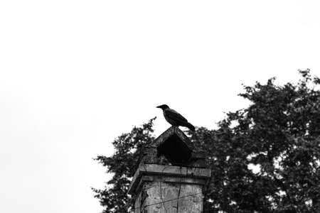 Raven on a chimney of old abandoned historical building in Moscow, black and white contrast photoの写真素材