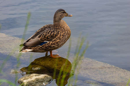 Gray duck (Pacific black duck) staying on a stone in water on embankment of a pondの写真素材