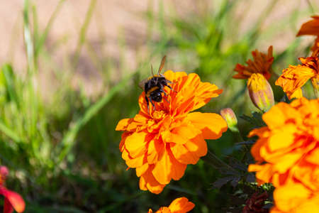 Bumblebee collecting pollen on orange Mexican marigold flowers in garden