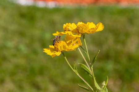 Honey bee collecting pollen on a yellow blooming garden flower