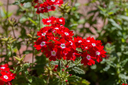 Blooming red Verbena (vervain) flowers in a flowerbedの写真素材