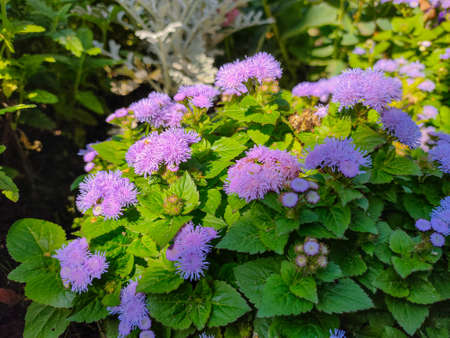 Blooming bluemink (Ageratum houstonianum) flowers in a flowerbed