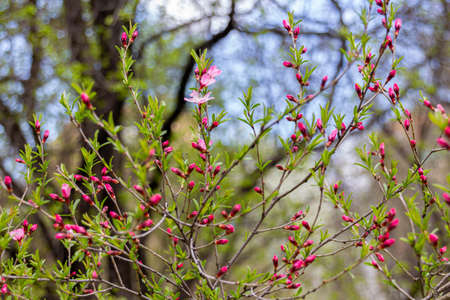 Beautiful pink buds on a tree in Apothecary Garden in Moscow, Russiaの写真素材