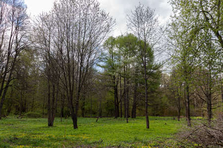 Landscape with different trees in the Moscow Botanical Garden of Academy of Sciences during early spring. Blooming grass is the fig buttercup.の写真素材