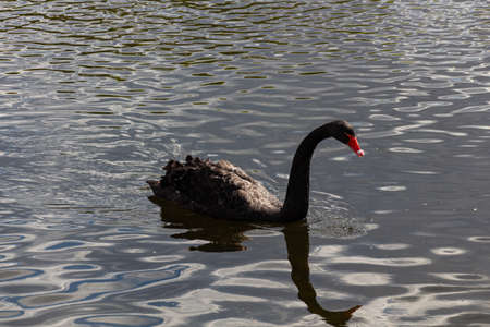 Black swan swimming in the pond during springの写真素材