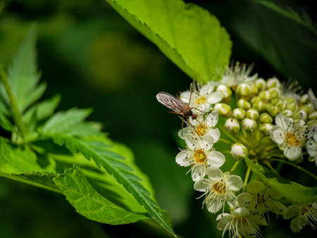 Male mosquito is eating nectar from Ninebark (Physocarpus) flowers close up macro photo
